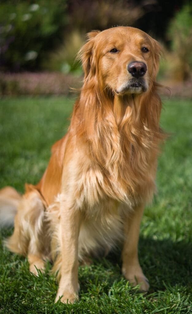 USA Golden Retriever Puppy Siblings Tired Top 10